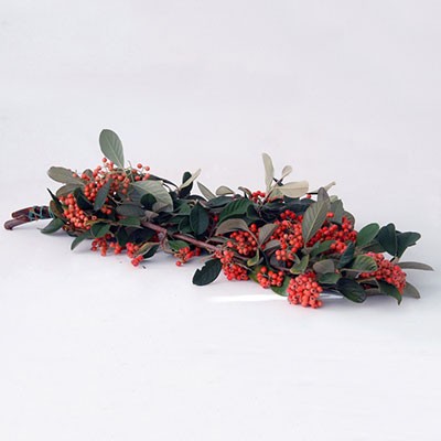 COTONASTER