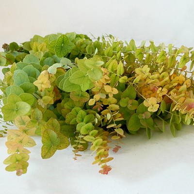 EUK.STUARTIANA AUTUNNO