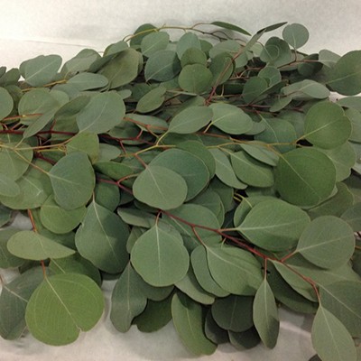 EUK.POPULUS MEDAGLIA