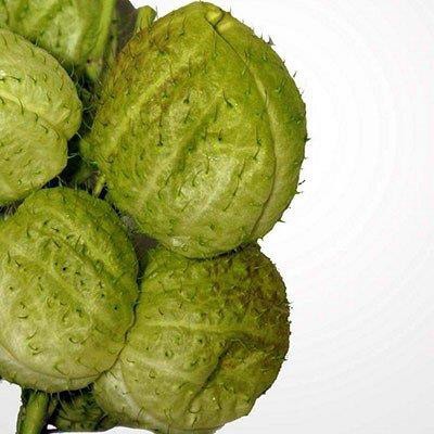 GONPHORICARPUS SENZA FOGLIE