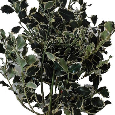 ILEX VARIEGATO SENZA BACCHE