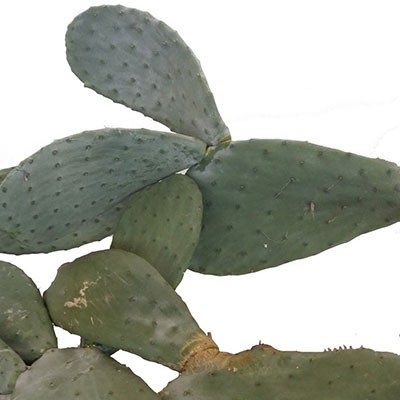 OPUNTIA RAMIFICATA