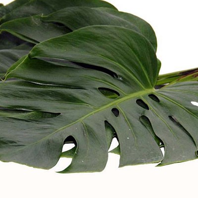 PHILODENDRO XANADU SUPER