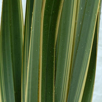 PHORMIUM VARIEGATO EX