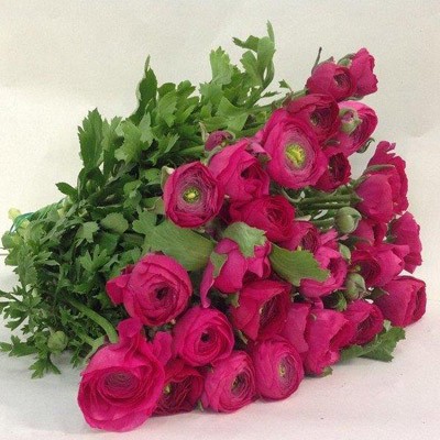 RANUNCOLI EX CICLAMINO