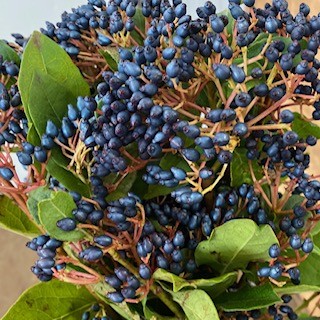 VIBURNO BACCHE  AKTION