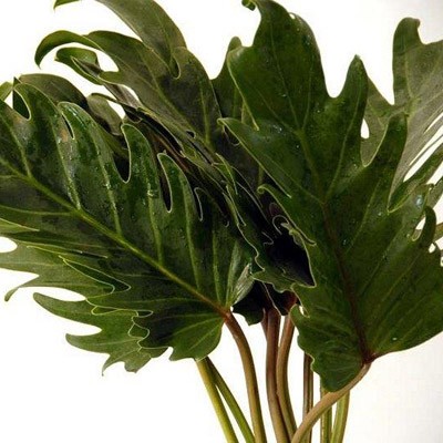 PHILODENDRO XANADU EX