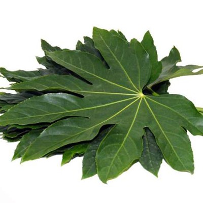 ARALIA III