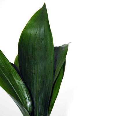 ASPIDISTRA 80CM