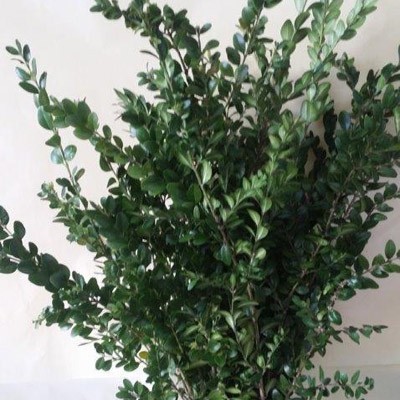 BUXUS