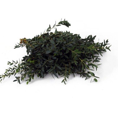 EUK.PARVIFOLIA CORTA