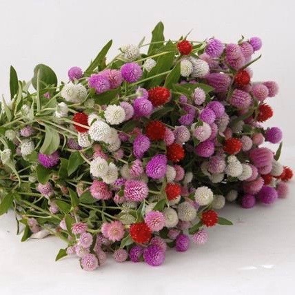 GOMPHRENA MIX EX