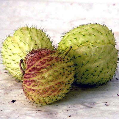 GONPHOCARPUS (PEZZI)