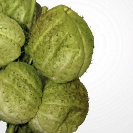 GONPHORICARPUS SUPER AKTION