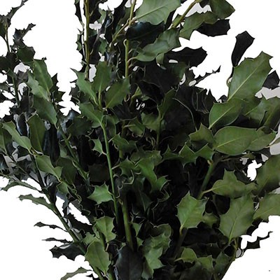 ILEX VERDE SENZA BACCHE
