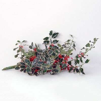 ILEX VARIEGATO BACCHE