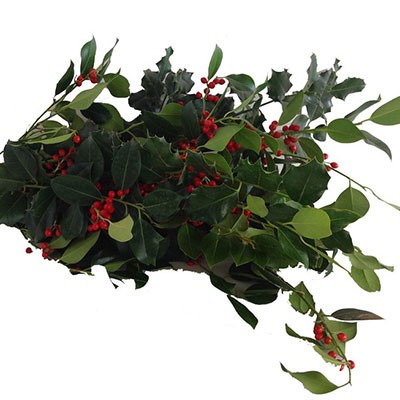 ILEX VERDE BACCHE