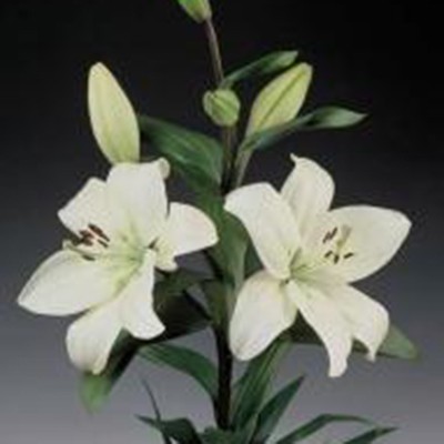 LILIUM ASIATICO EX