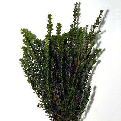 MIRTO TARANTINO BACCHE