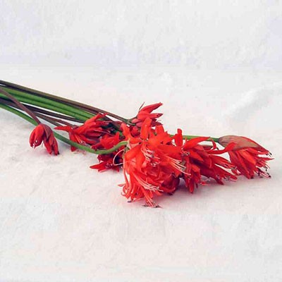 NERINE ROSSE EX