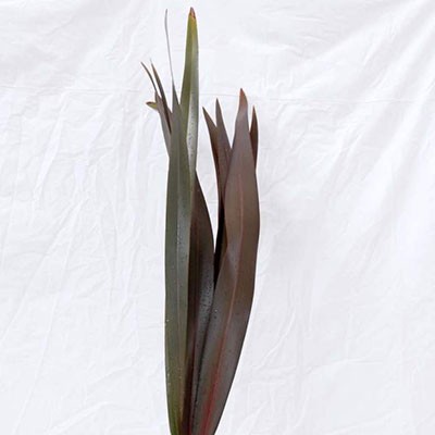 PHORMIUM ROSSO