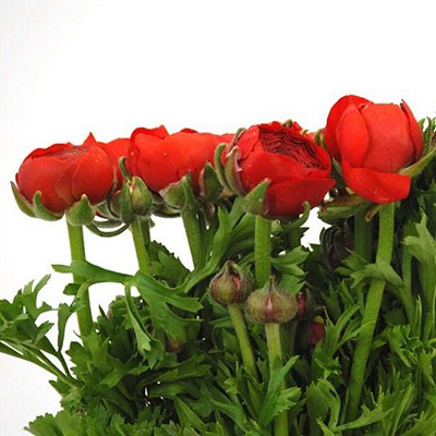 RANUNCOLI EX ROSSO