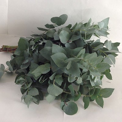 EUK.STUARTIANA CORTA