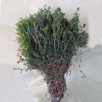 VERDE DI BOSCO CORTO