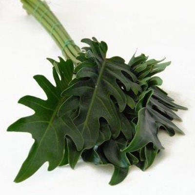 PHILODENDRO XANADU I