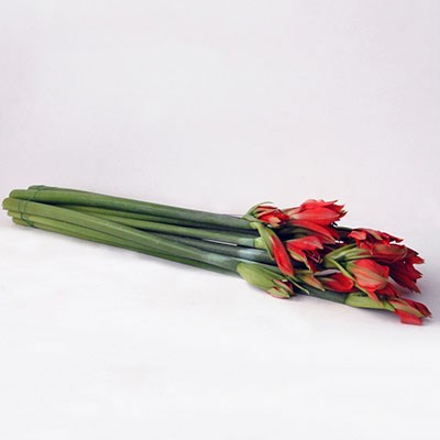 AMARYLLIS ROT I