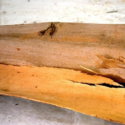 EUKALYPTUS RINDE
