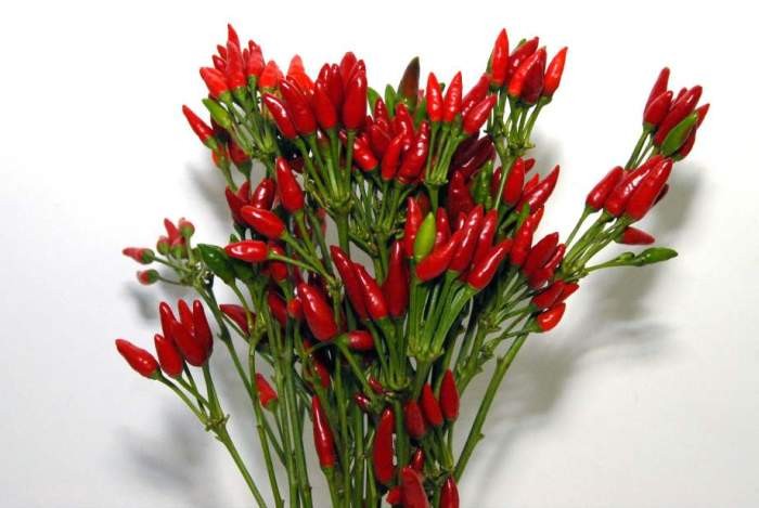 ZIERPFEFFER PAPRIKA