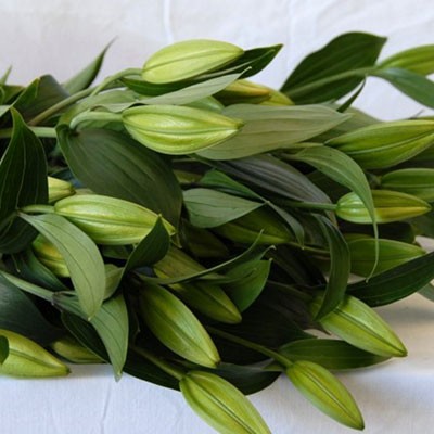 LILIUM ORIENTALISCH